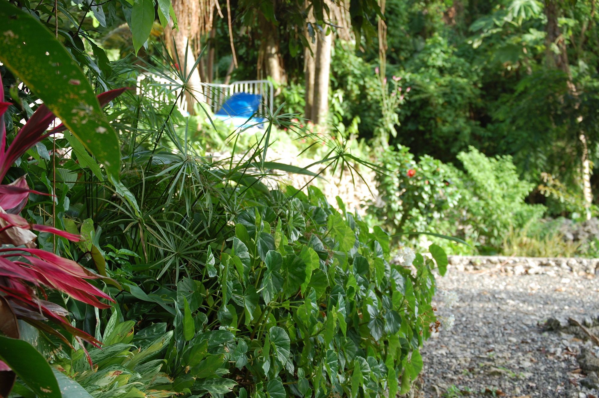 Hotel Mocking Bird Hill Port Antonio Buitenkant foto